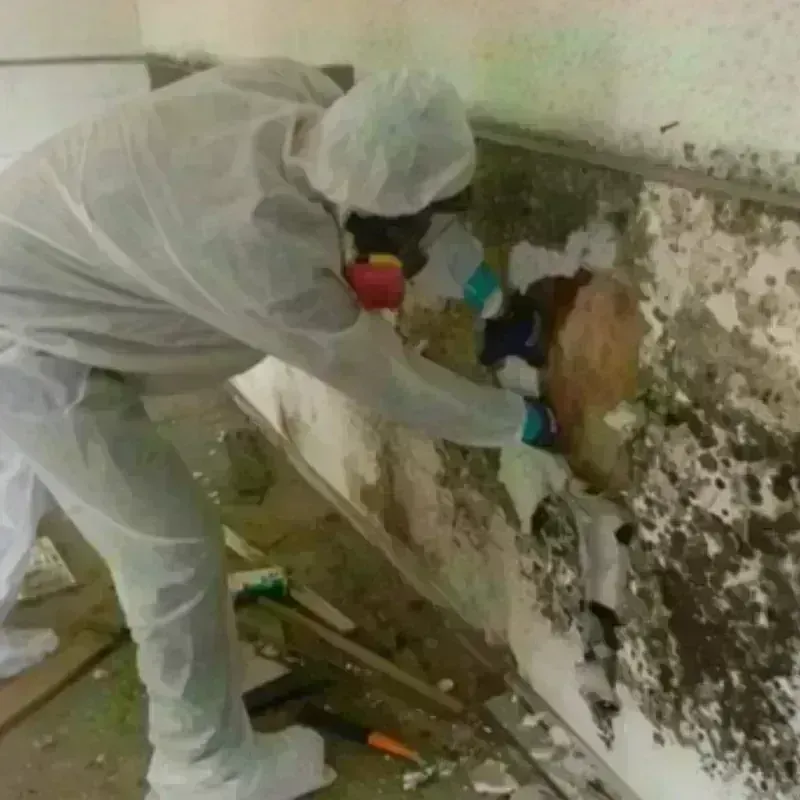 Mold Remediation and Removal in Angier, NC